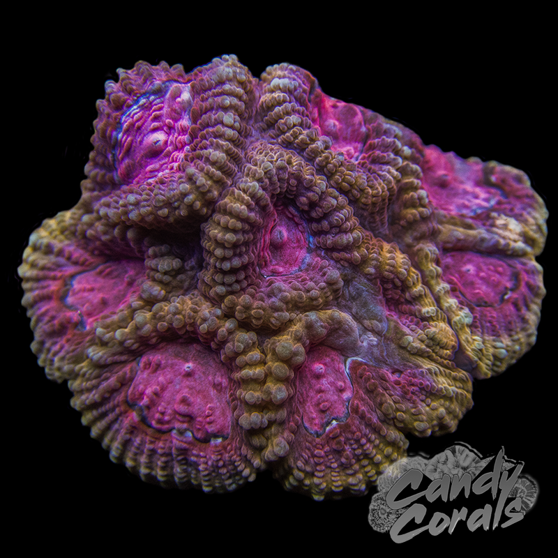 Mango Hurricane Favia Frag F18