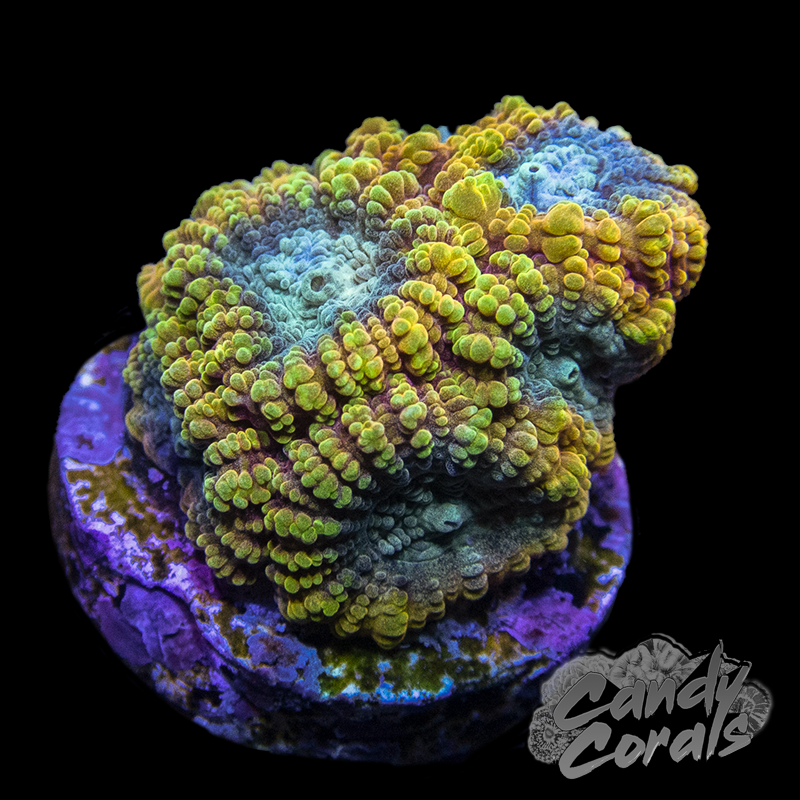 Favia of the Gods Favia Frag F4