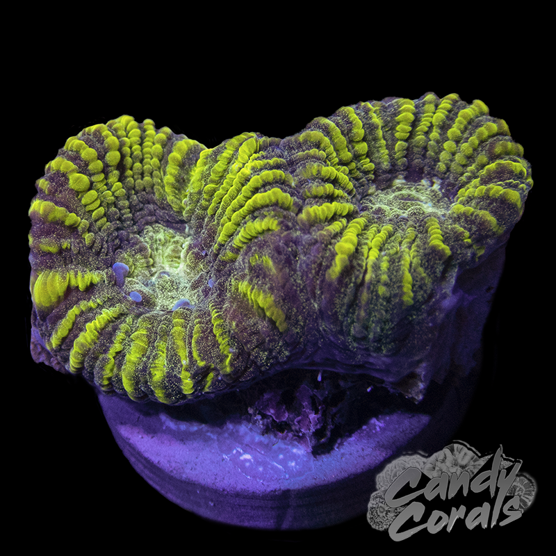 Yellow and Green Favia Frag