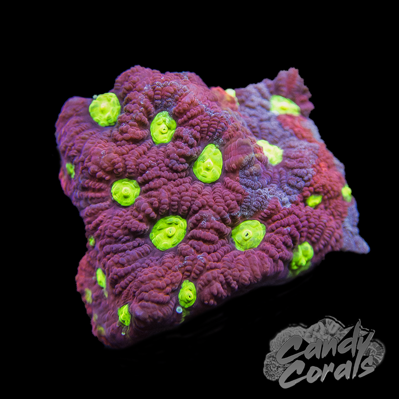 Assorted War Coral Favia Frag