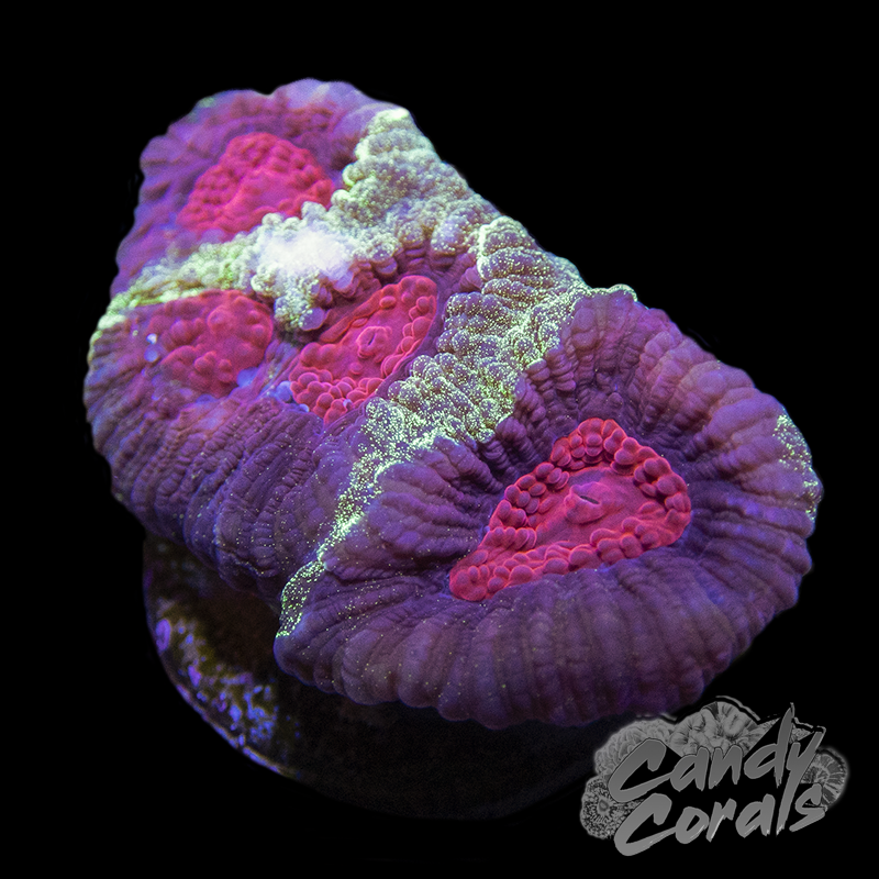 Christmas Favia Frag F9