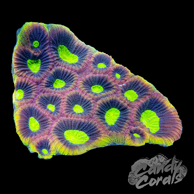 Small Dragon Soul Favia Colony