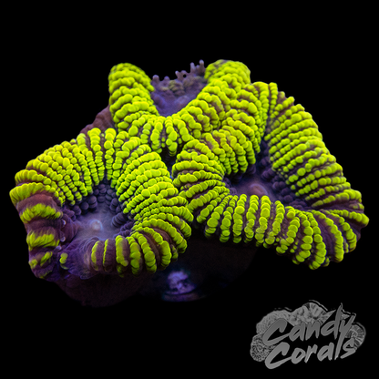 Yellow and Purple Favia Frag