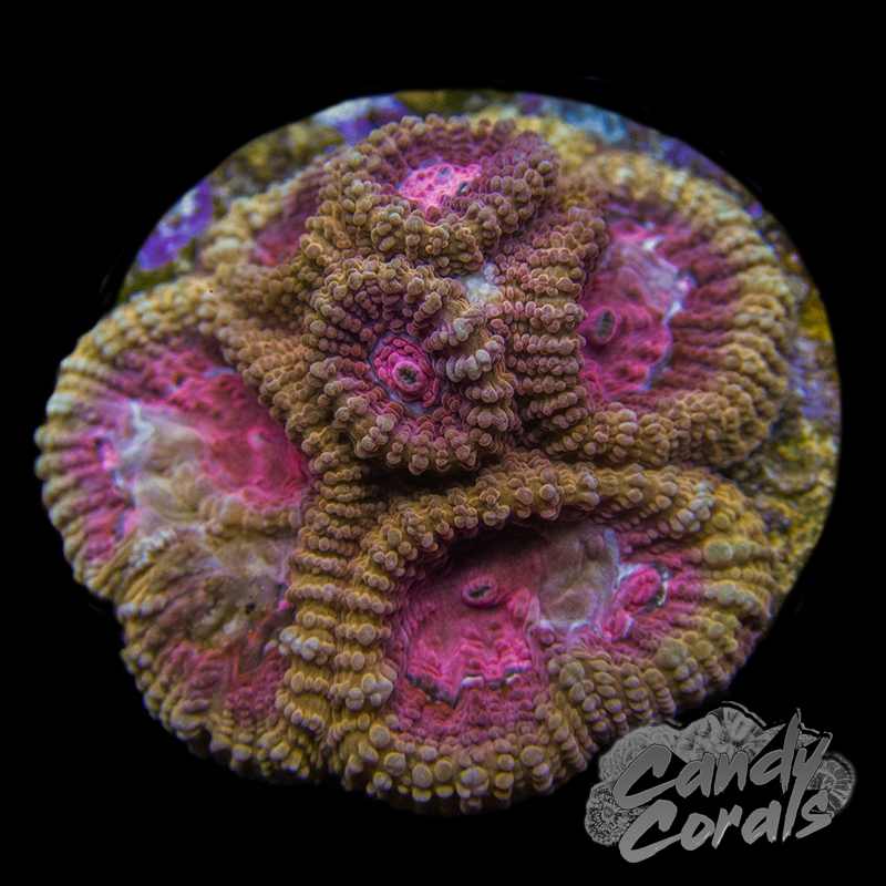 Mango Hurricane Favia Frag F18