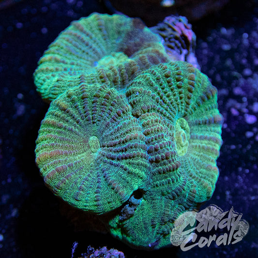 Green Favia Frag