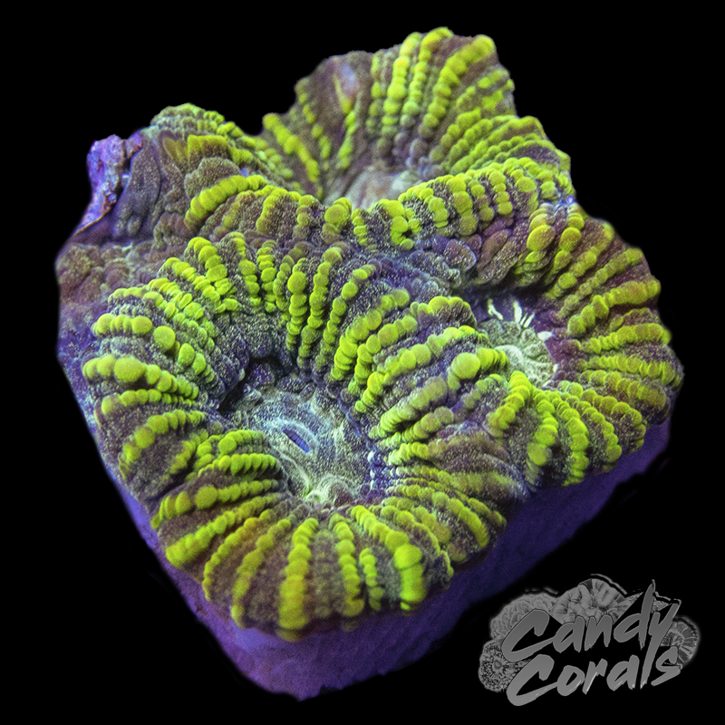 Yellow and Green Favia Frag