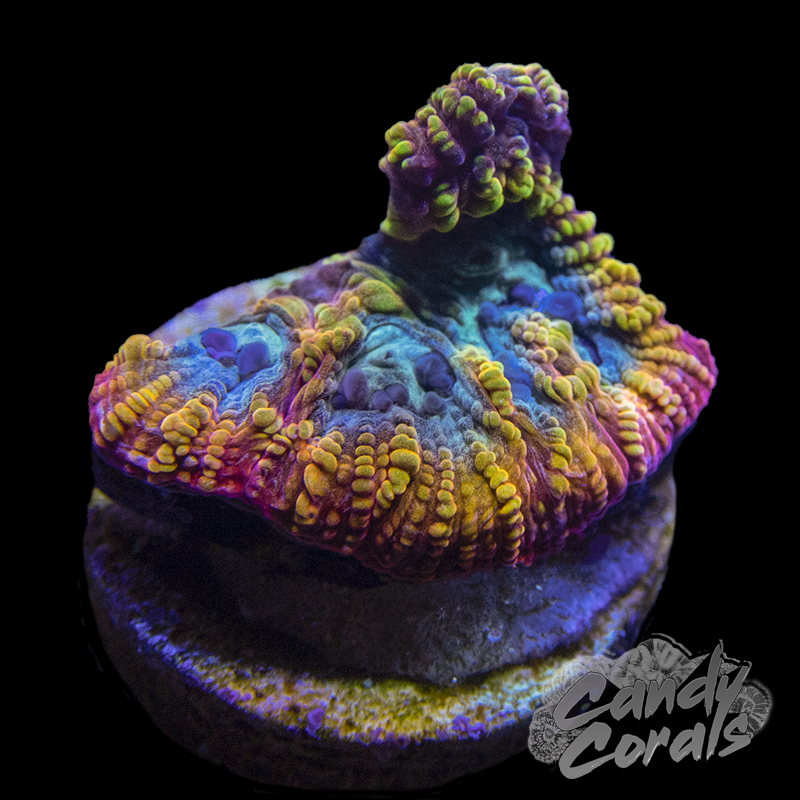 Favia of the Gods Favia Frag F4