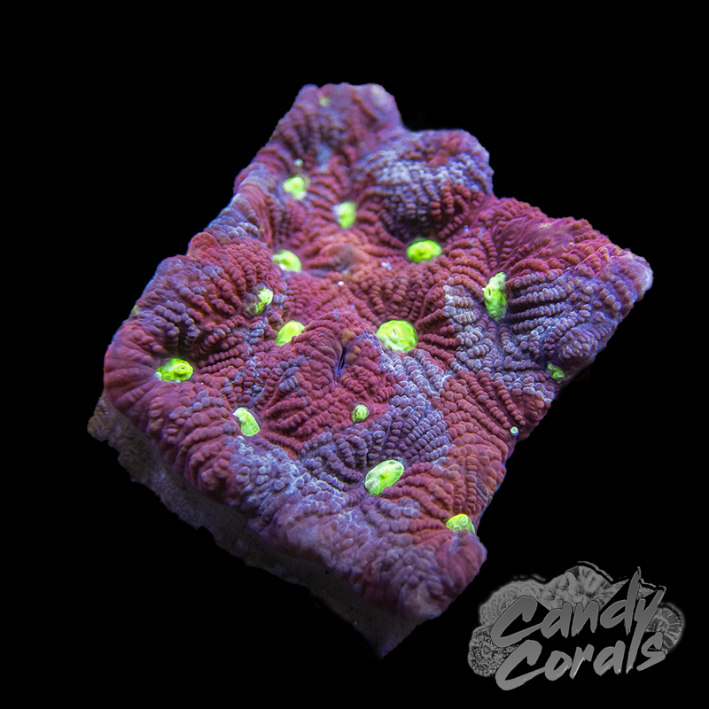 Assorted War Coral Favia Frag