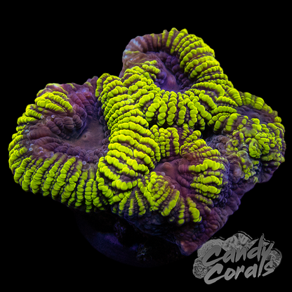 Yellow and Purple Favia Frag