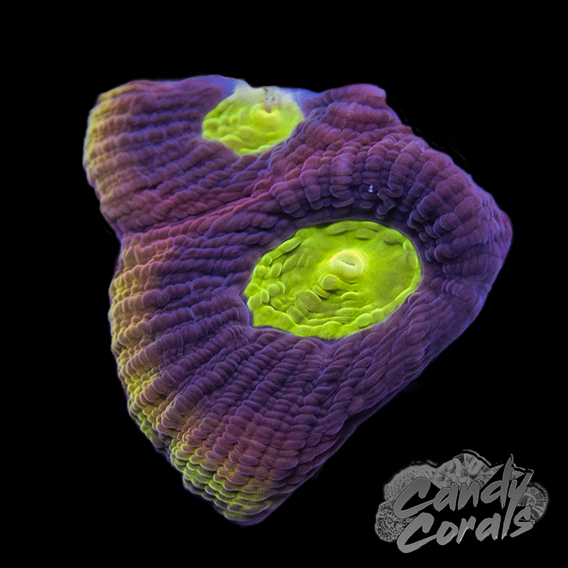 Dragon Soul Favia Frag F11