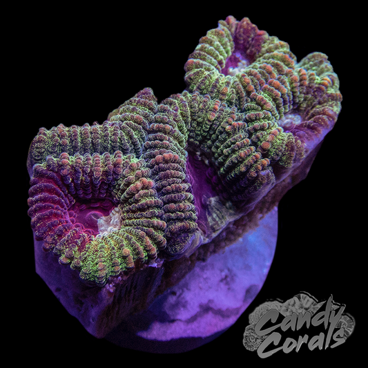 Green and Burgundy Favia Frag