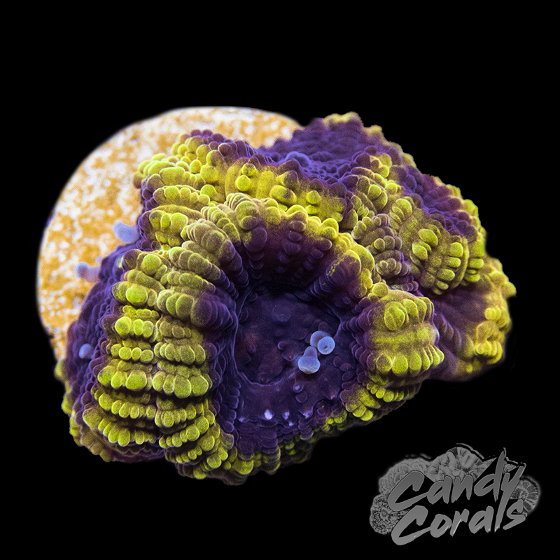 Small Wolverine Favia Frag F3