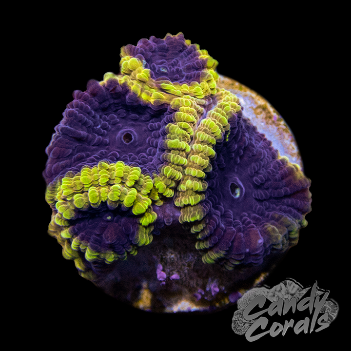 Favia – Candy Corals