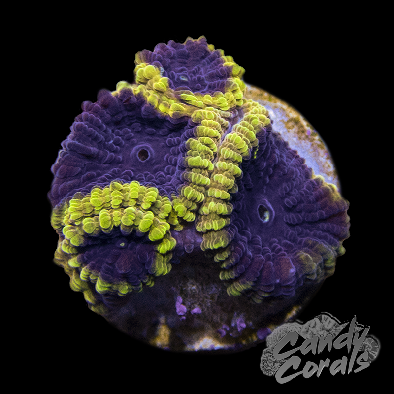 Small Wolverine Favia Frag F3