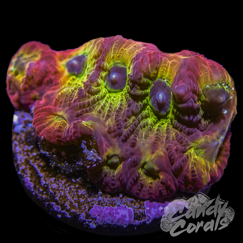 JF 001 Sector Favia Frag F21