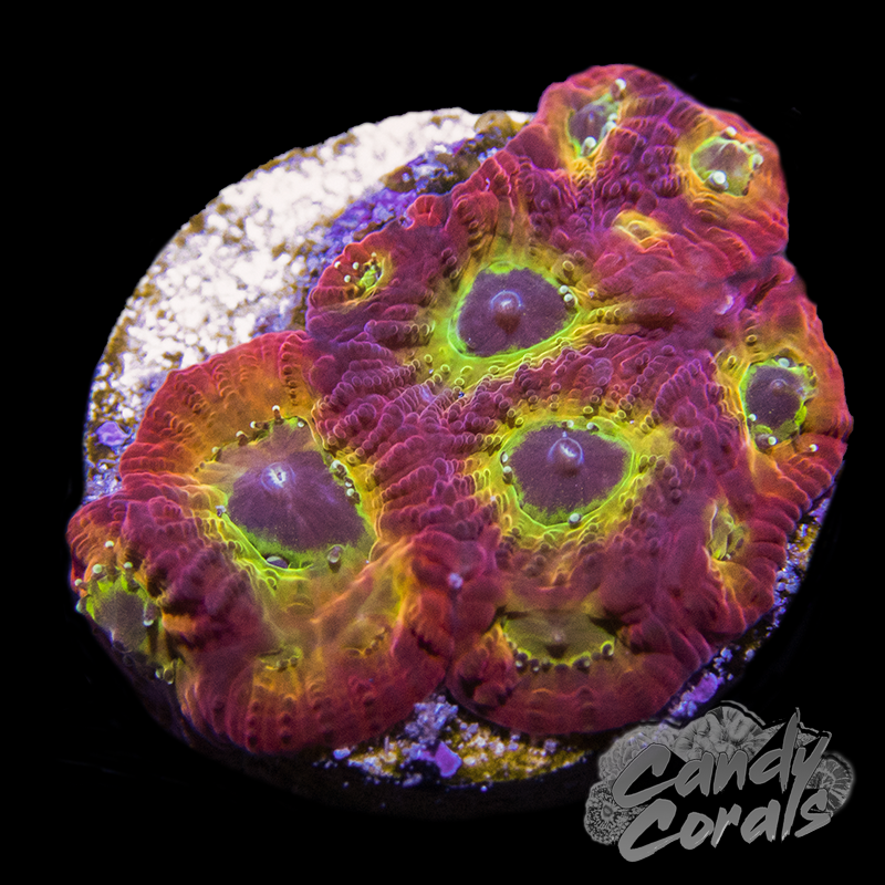 JF 001 Sector Favia Frag F21