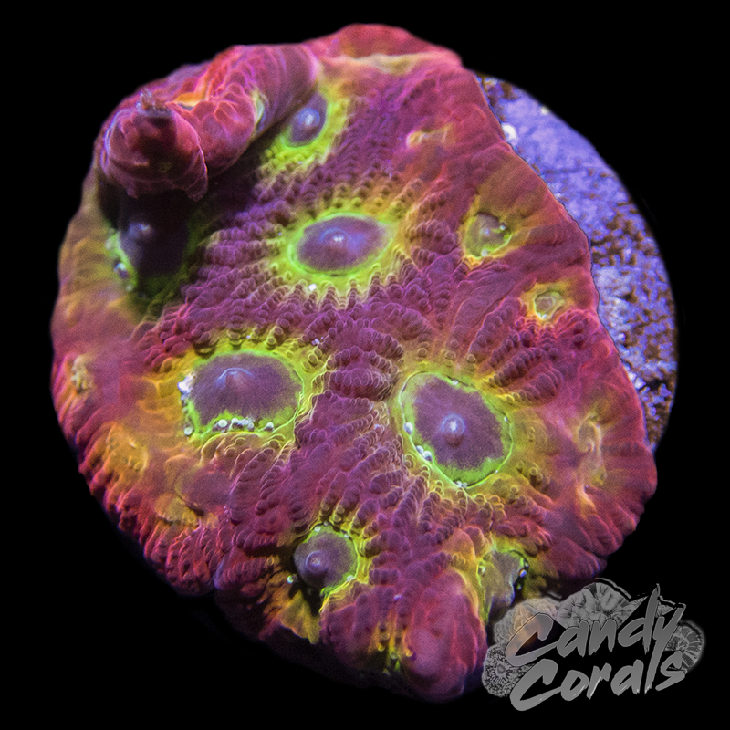 JF 001 Sector Favia Frag F21