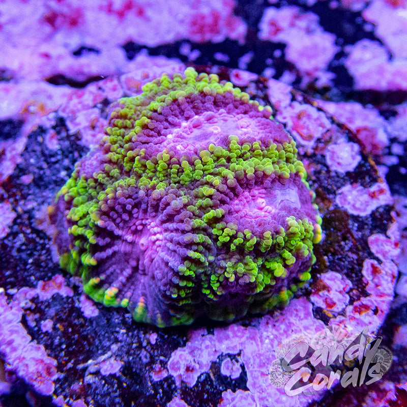 Raptors Favia Frag F1