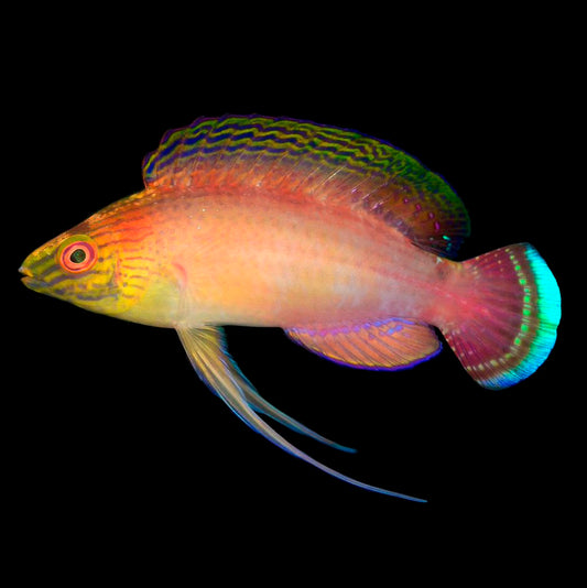 Blue Margin Fairy Wrasse