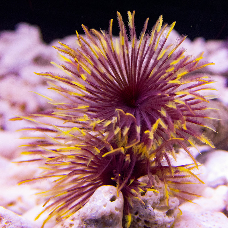 Purple and Yellow Feather Duster