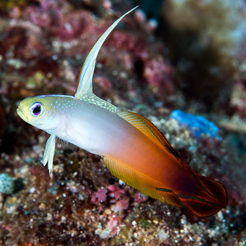 Firefish Goby