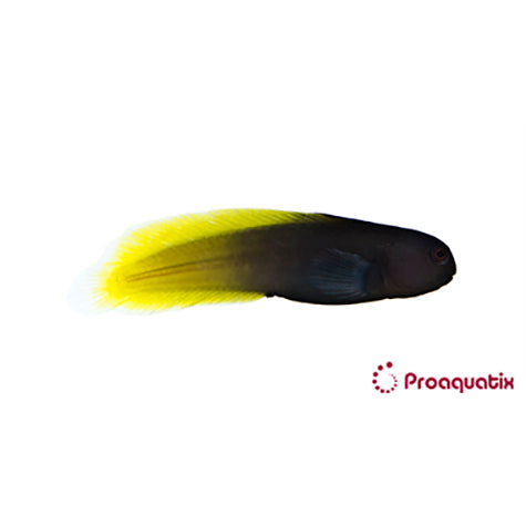 Captive Bred Flametail Blenny