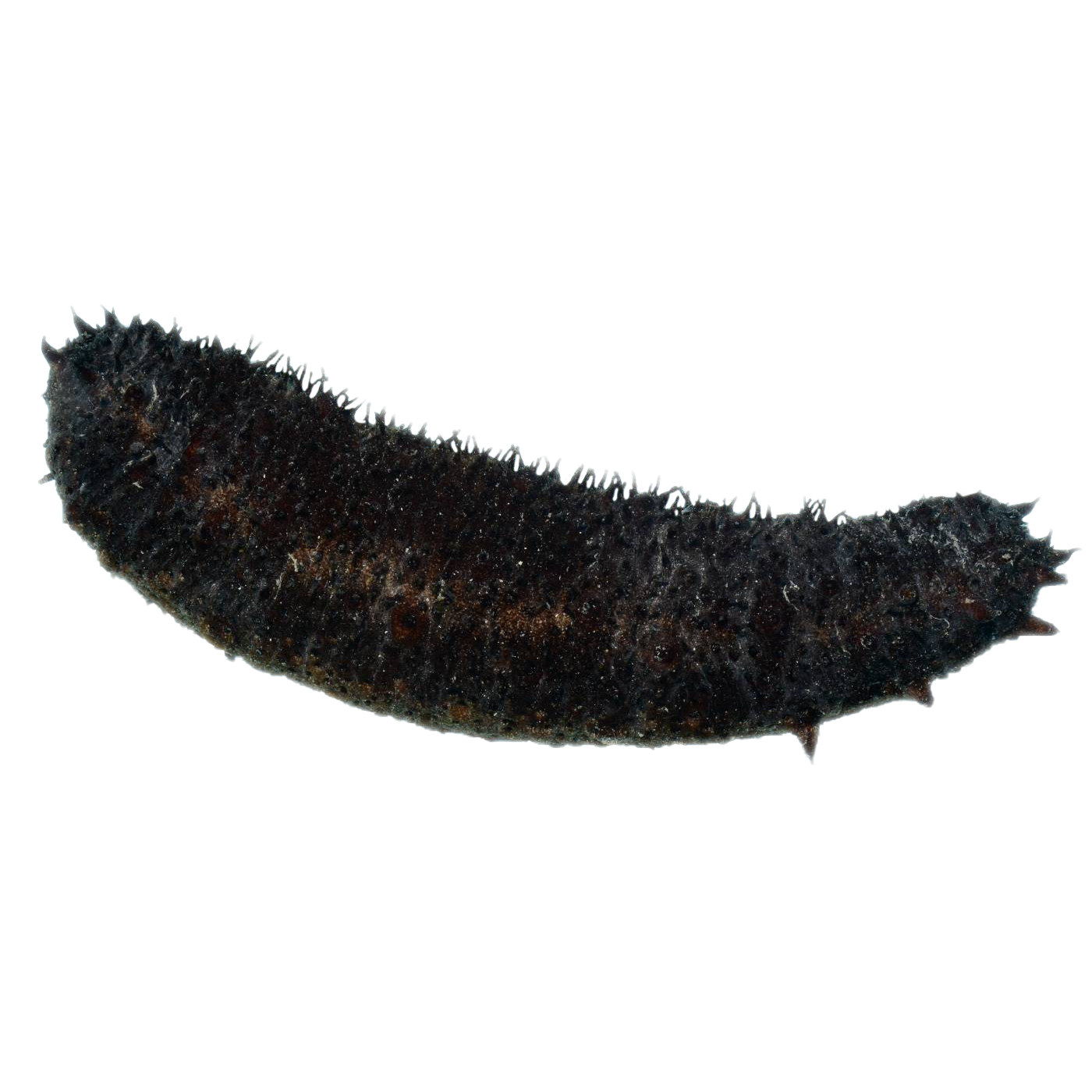 Assorted Florida Sea Cucumber