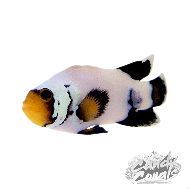 Longfin Flurry Clownfish