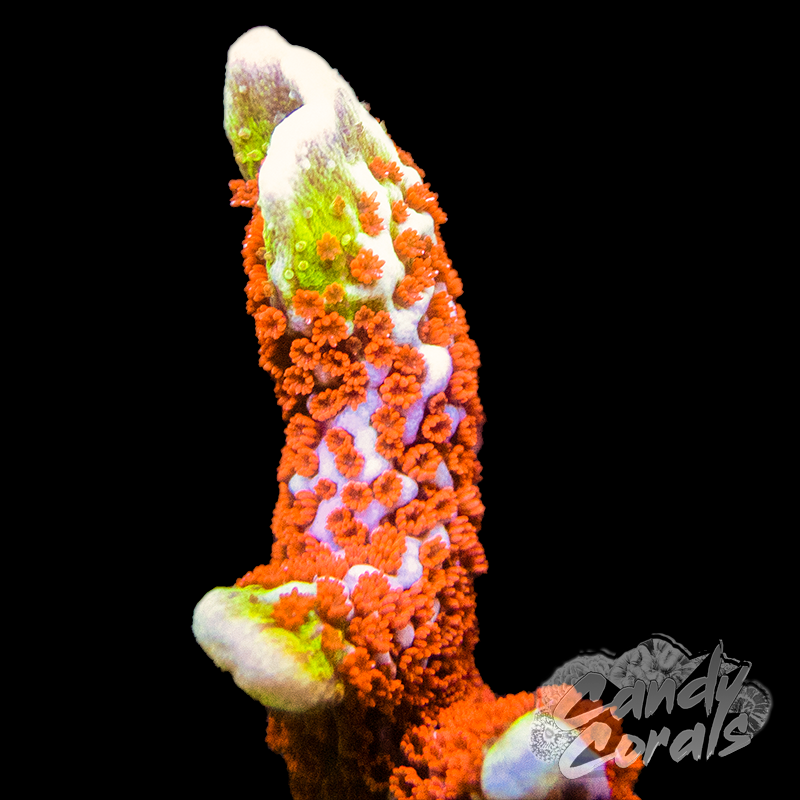 Forest Fire Montipora Digitata Frag A46