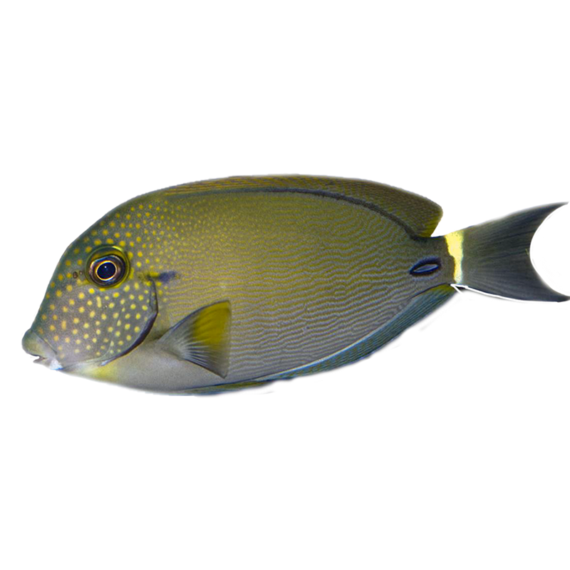 Freckle Face Tang
