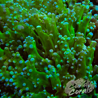 Dark Green Frogspawn Frags H7