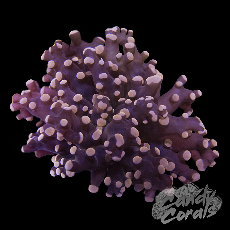 Bright Pink Tipped Frogspawn Frags