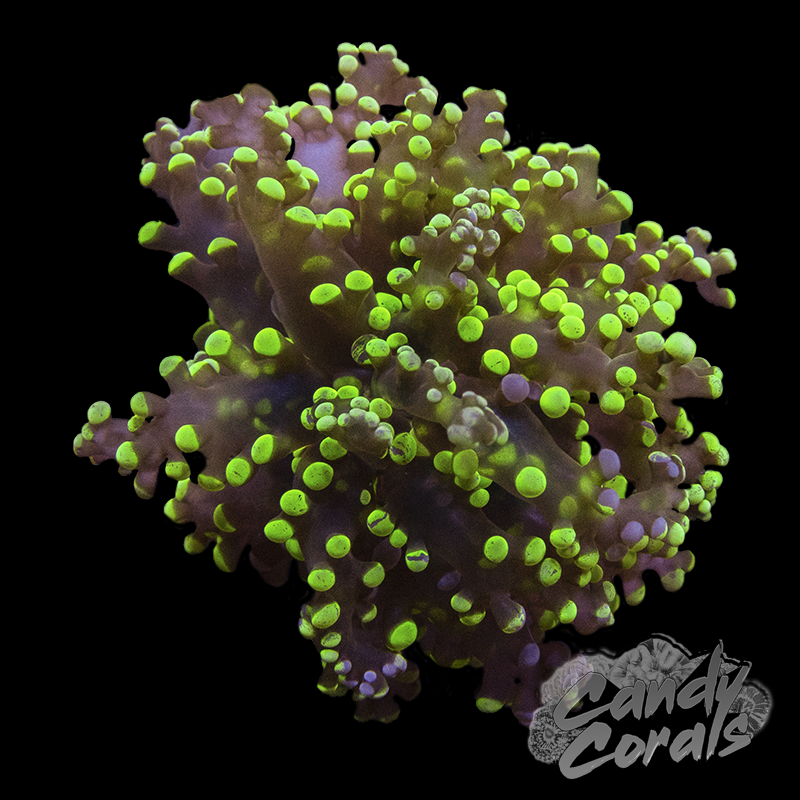 Yellow with Purple Splatter Frogspawn