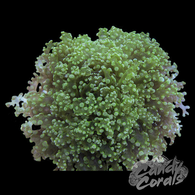 Dark Green Frogspawn Wall Colony