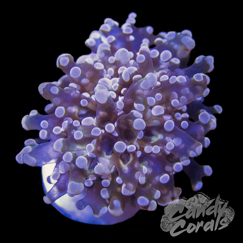 Pink Tipped Frogspawn