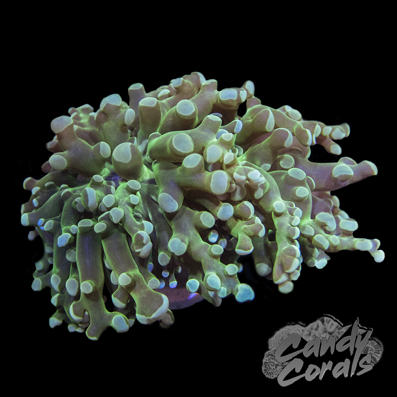 Dark Green Frogspawn Frags H7