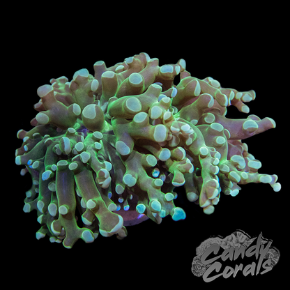 Dark Green Frogspawn Frags H7