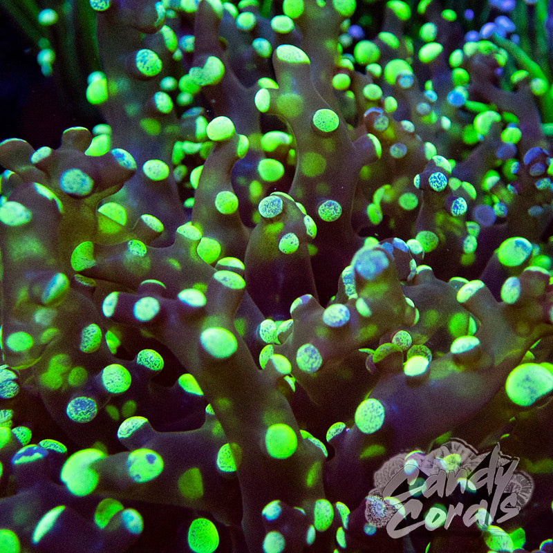 Bi-Color Splatter Frogspawn