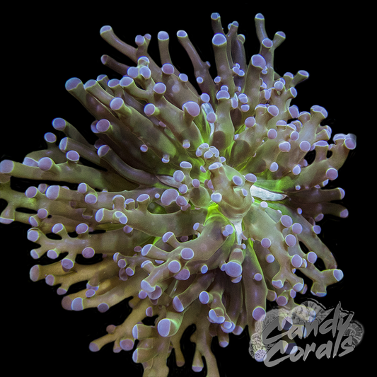 Dark Green Blue Tipped Frogspawn Frags