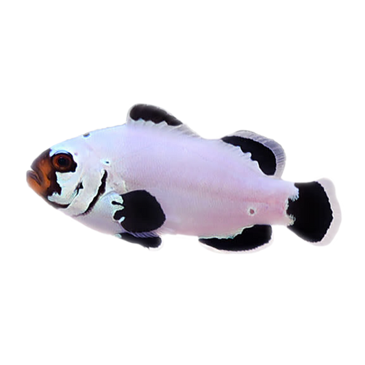 Frostbite Oscellaris Clownfish