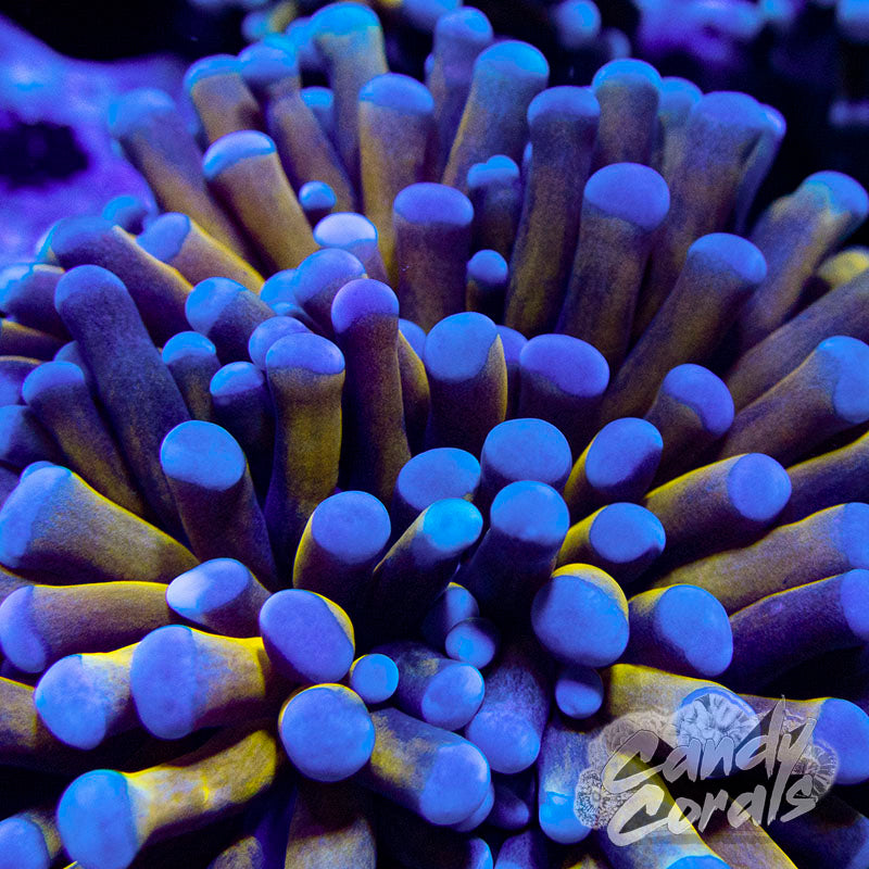 Aussie Gold Torches!