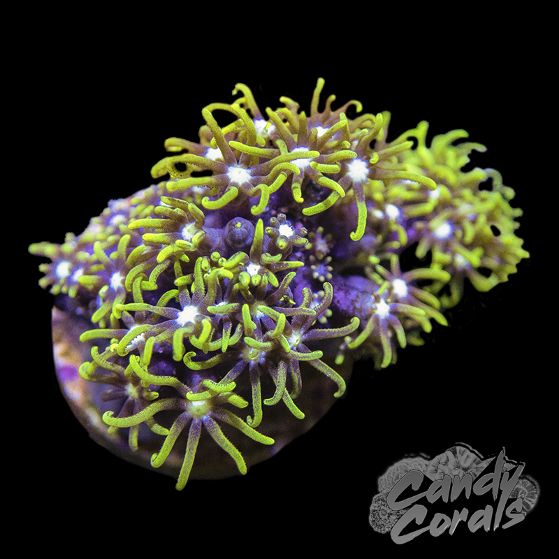 GSP Frag