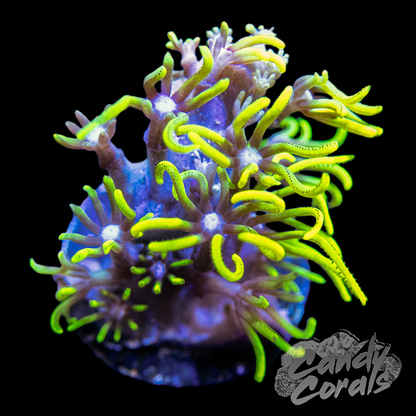 Neon Branching GSP Frag