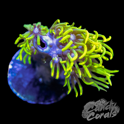 Neon Branching GSP Frag