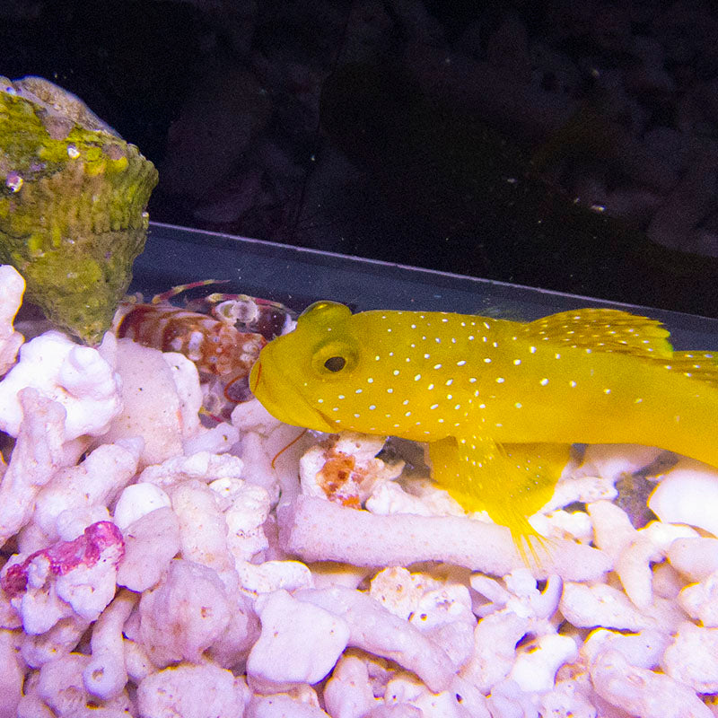 Yellow Watchman Goby & Candy Cane Pistol Shrimp Pair