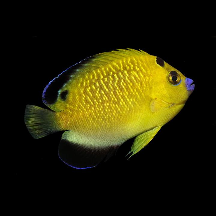 Captive Bred Gold Flake Angelfish