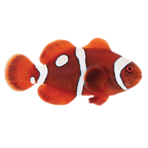Captive Bred Gold Dot Maroon Clownfish