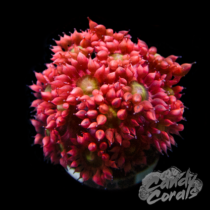 Pink Yellow Centred Goniopora Frag