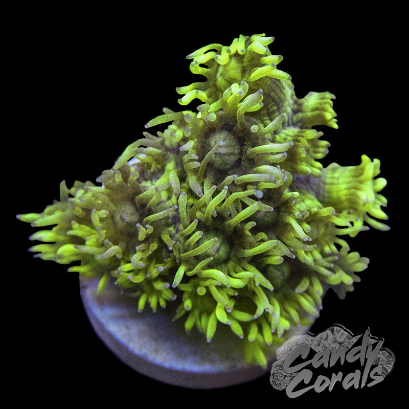 Assorted Bright Green Goniopora Frag