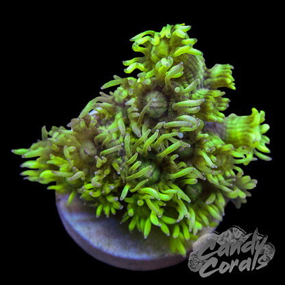 Assorted Bright Green Goniopora Frag